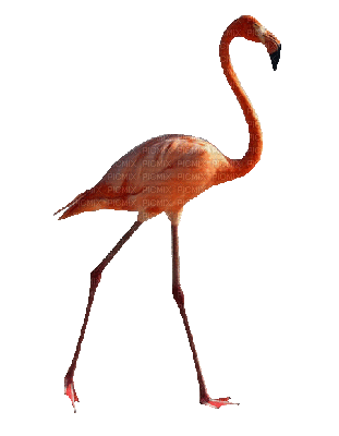 flamant-rose-marche-gif-anime-oiseau.gif