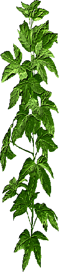 deco01.gif