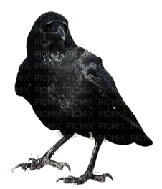 1303855_7a825.gif