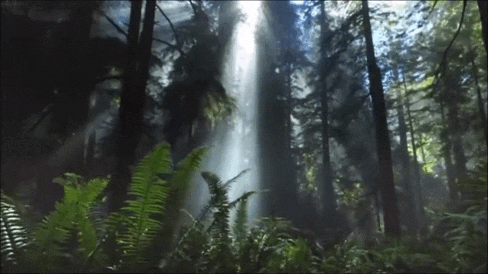 Foret (1).gif