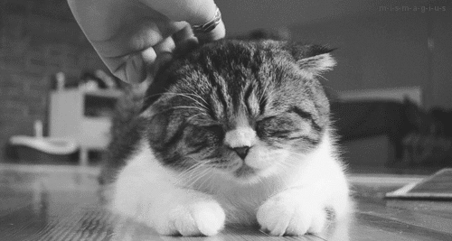 tumblr_nbounjo4B41t5c6u6o1_500.gif