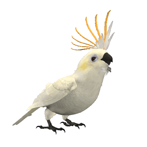 cacatoes-3d.gif