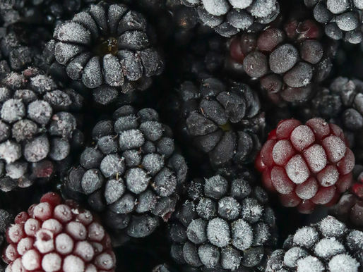 Freezing in the Plant vs. Sending to an External Provider: Which Option Is Best for Your Business?