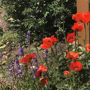 red-poppies.jpg