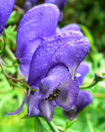 ACÓNITO, Aconitum napellus