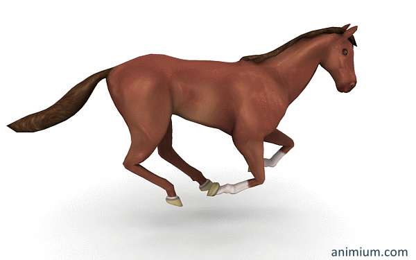 Horse-run-animation