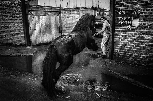 ©_Jim_Rice._Stowage_Eddie_Horse1_(1_of_1