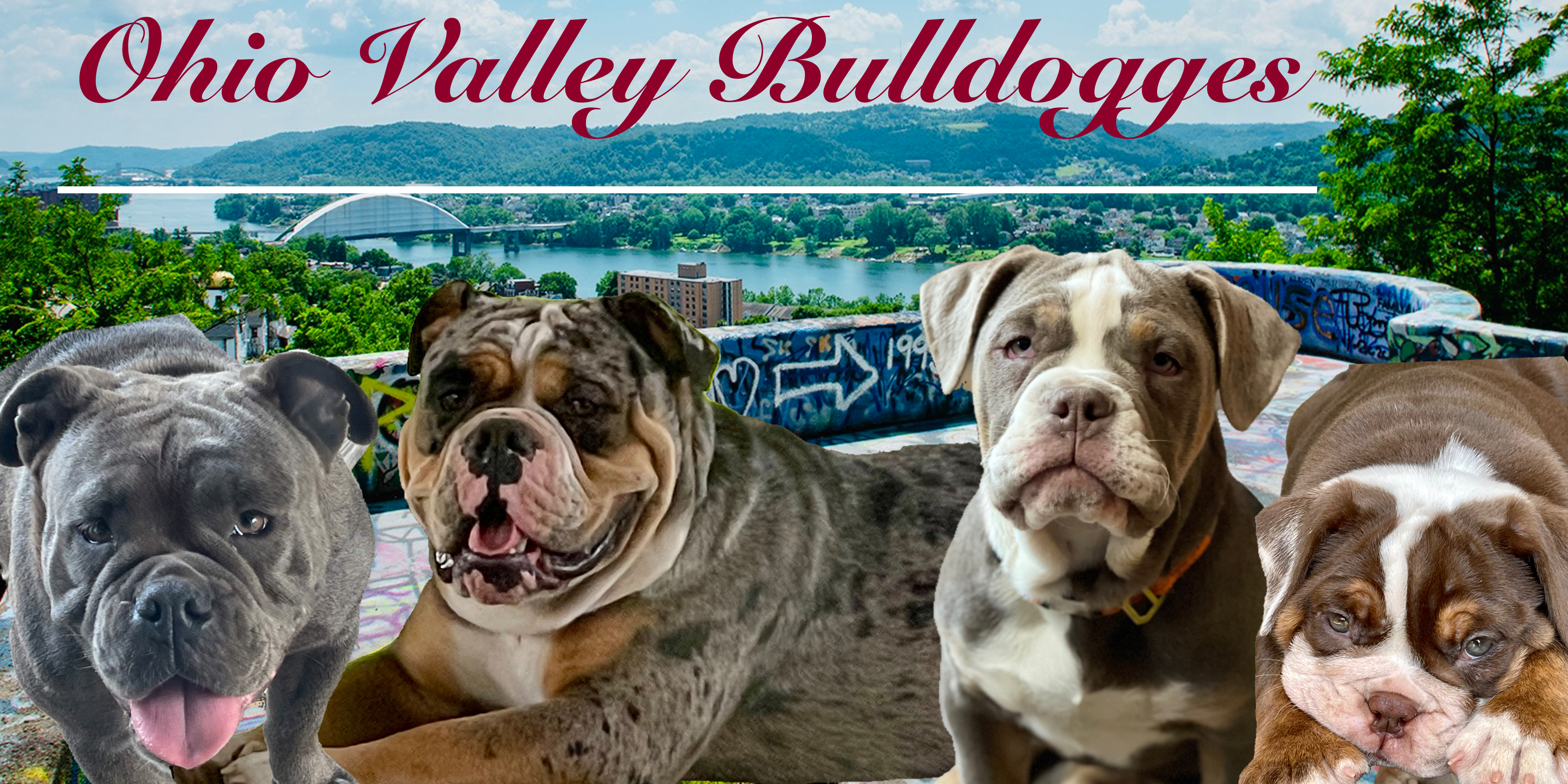 IOEBA Kennel Ohio Valley Bulldogges Moundsville West Viginia