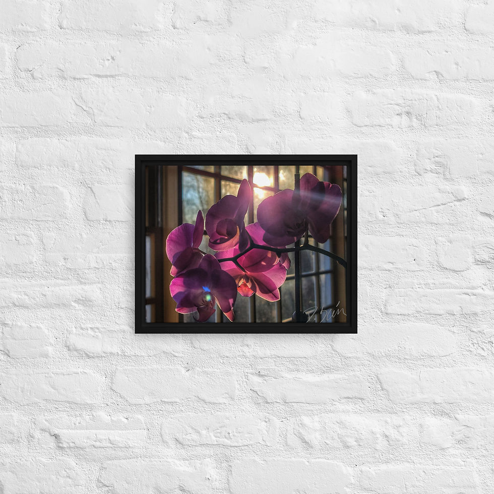 Thumbnail: Orchid Sunburst 