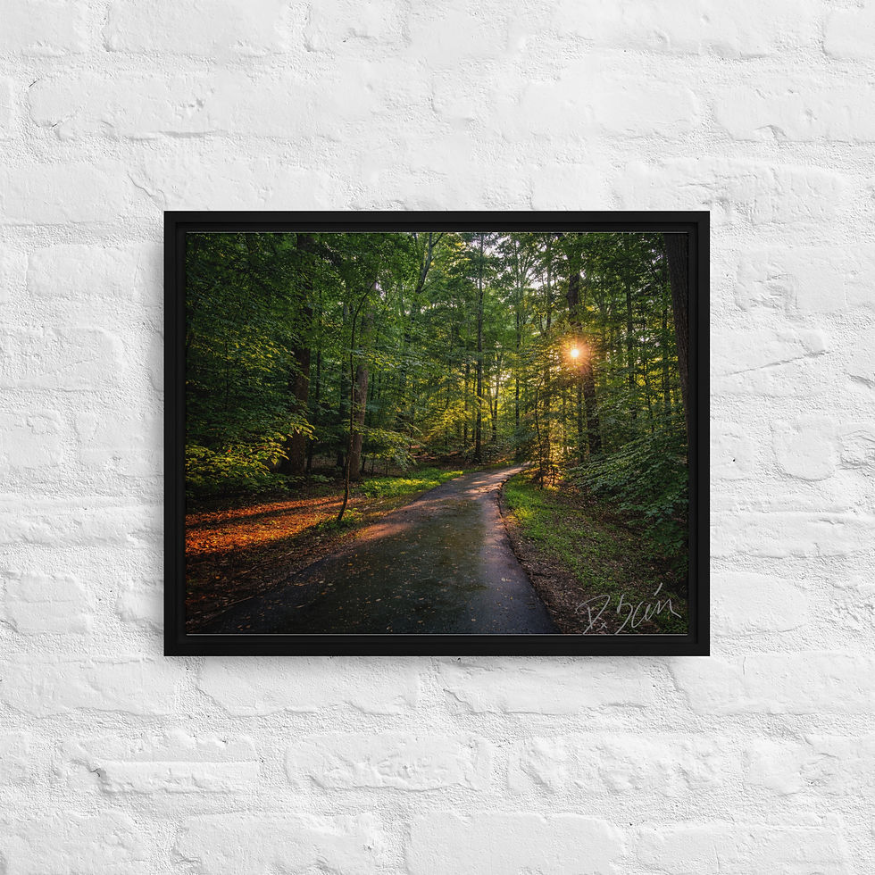Thumbnail: Sun kissed Path 
