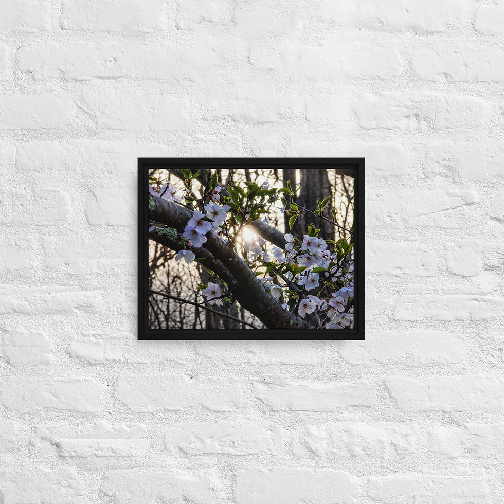 Thumbnail: Seasonal Cherry Blossoms