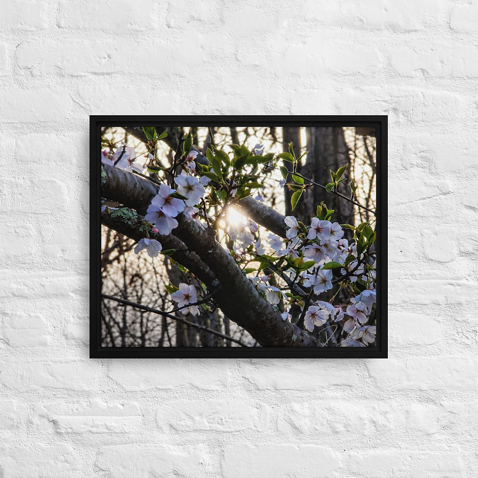 Thumbnail: Seasonal Cherry Blossoms