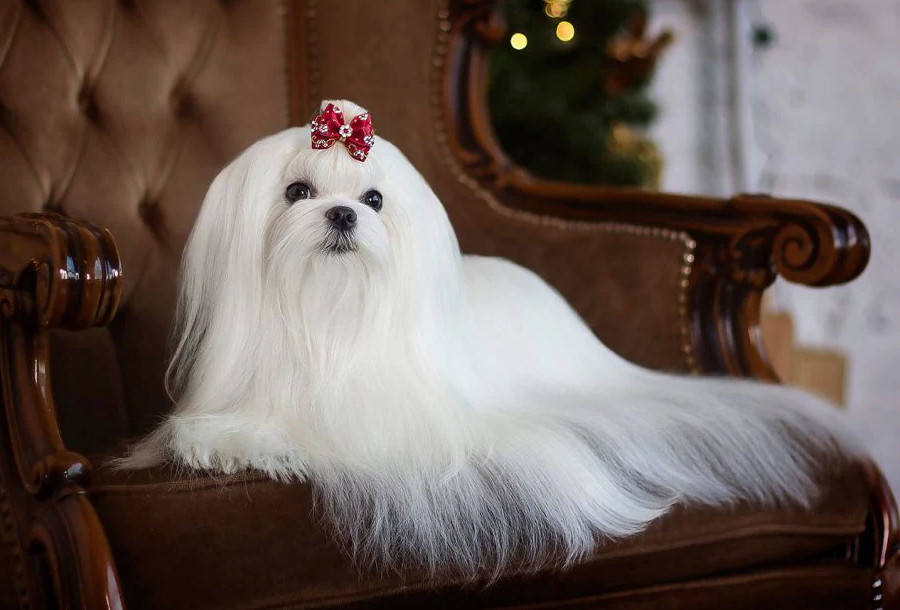 maltese dog