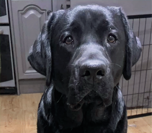 OPEN SHOW - JANUARY 2025