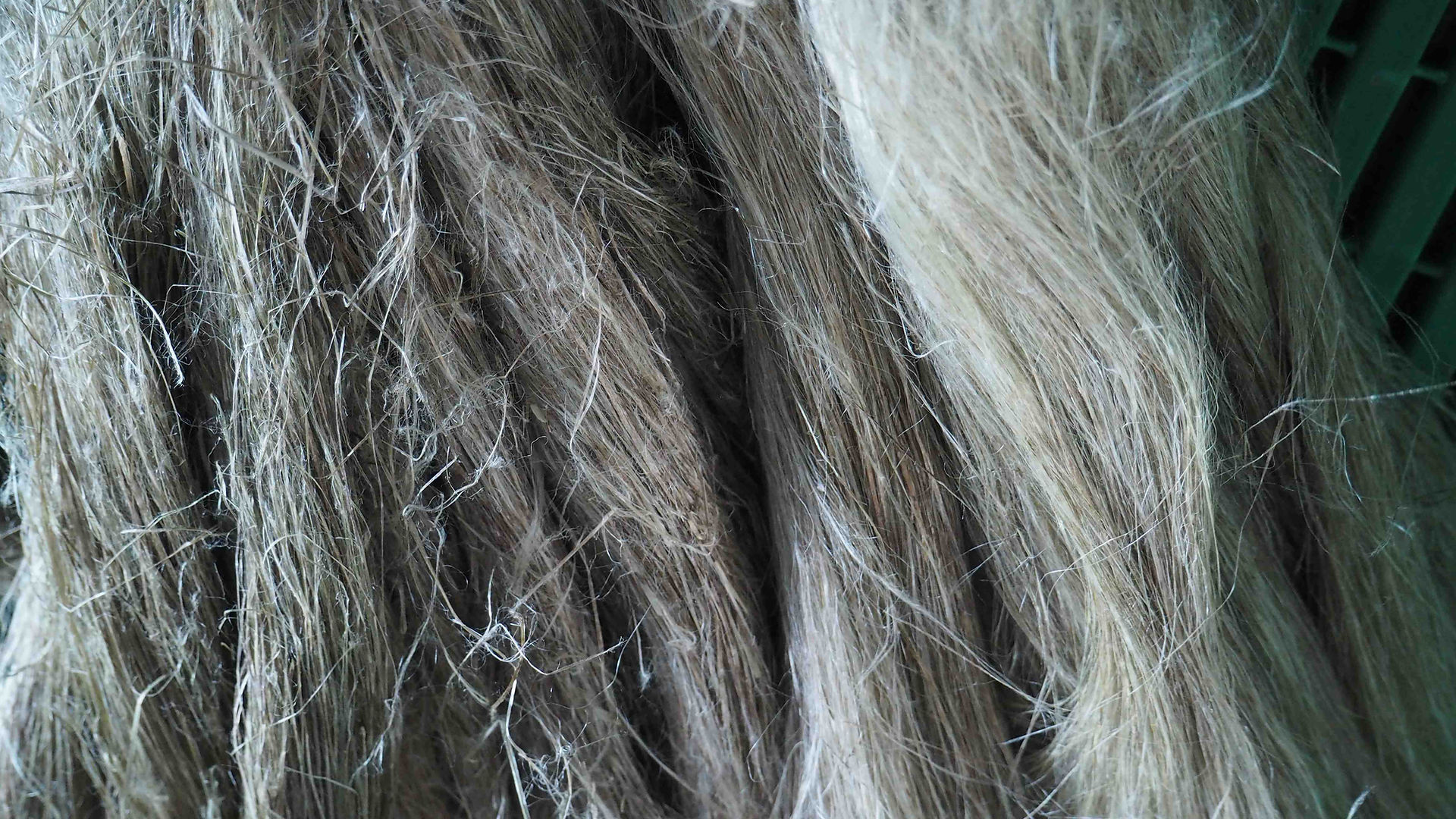 Fiber before and after heckle on card. Most of the dirty plant mass falls off. Photo Fride Kramer Riseng