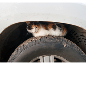 Untitled design (1).png