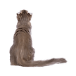 Untitled design (4).png