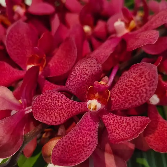 Premium_Red_Mokara_Orchids_-_10_Fresh_Stems_with_Water_Tube.webp