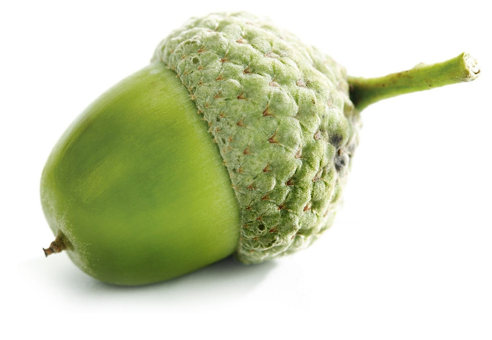 acorn