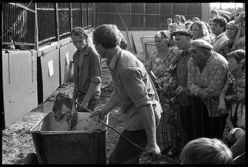 Мясо для зверей. Передвижной зверинец. Новокузнецк. 24.07.1983
