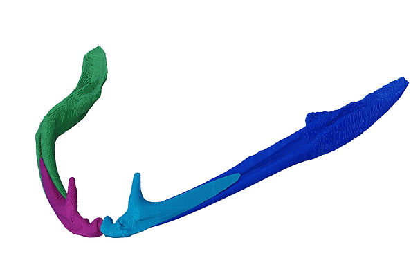 L magnus mandible_edited.jpg