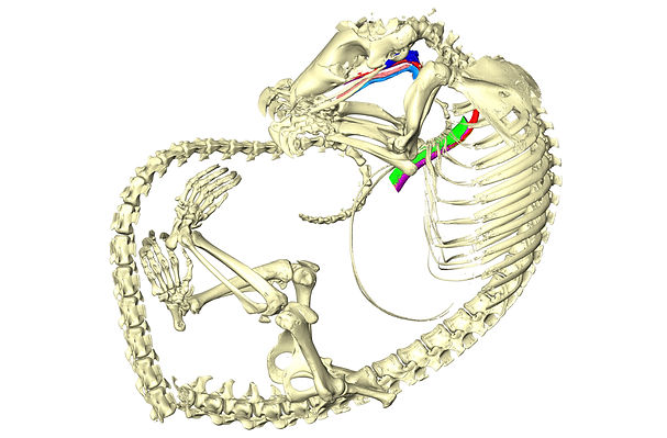 Pang_Skelly_edited.jpg