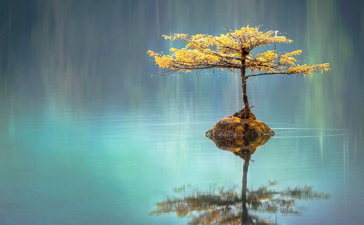 tree.webp