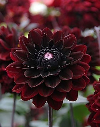 Moodboard Thème Noir : dahlia