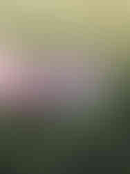 Moodboard Animations - Couronne de fleurs