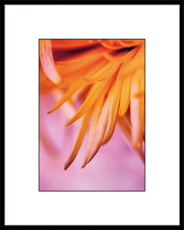 Finger Citron Flower I