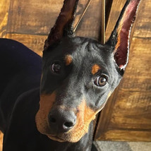 DOBERMANN CRIADERO CHILE