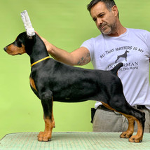 DOBERMANN CRIADERO CHILE