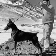 DOBERMANN CRIADERO CHILE