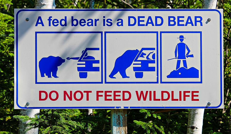 Never feed bears © Akchamczuk/Getty Images