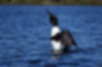 Beautiful Canadian Loon On Wilderness Lake