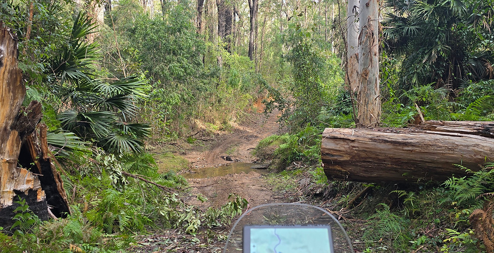 BatemansBLITZ trails.jpg