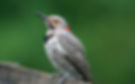 northern-flicker-3543017_1280_edited.jpg