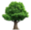istockphoto-1441991001-612x612.jpg
