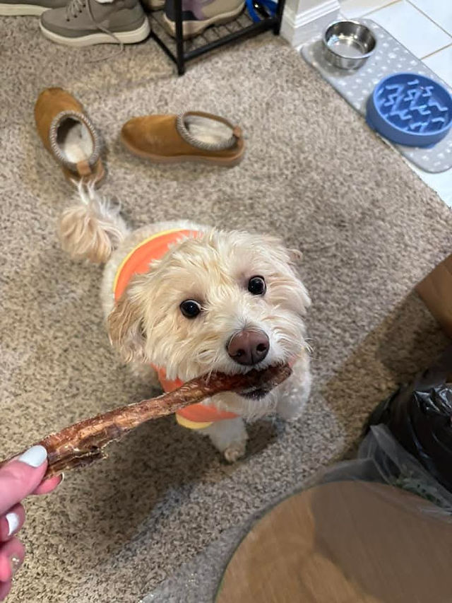 Customer Photo of their dog chewing on one of our Bully Stick/ Beef Pizzle Dog Chews