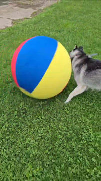 Thumbnail: Herding Ball
