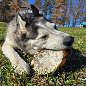 How to Store Pet Treats for Maximum Freshness