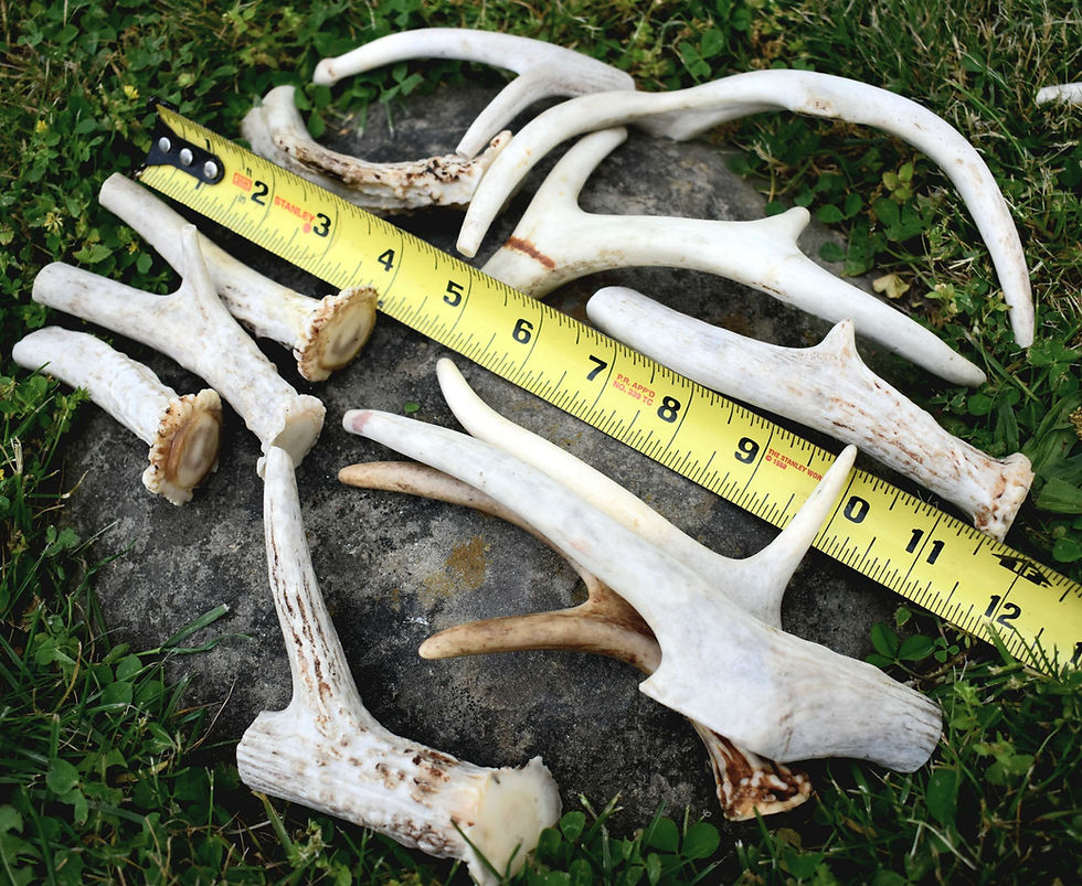 Thumbnail: Deer Antlers