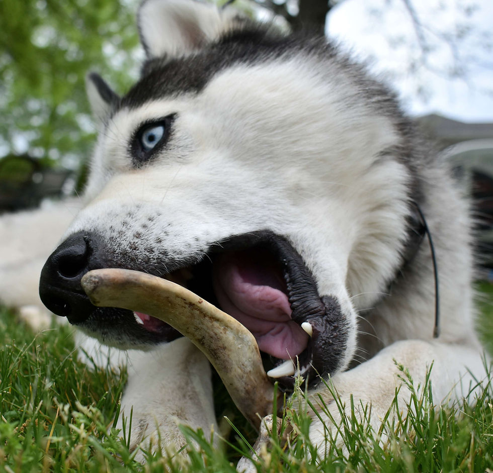 Thumbnail: Deer Antlers