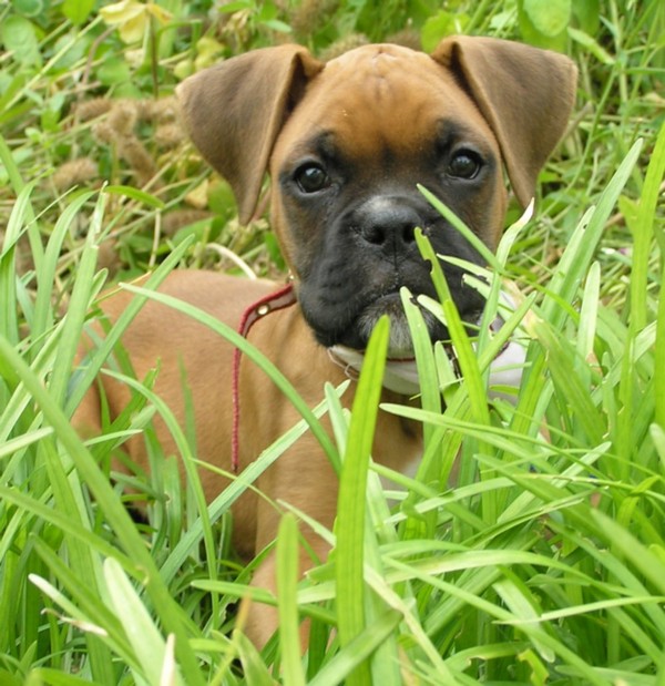 Photo credit: angel_shark / Foter.com / CC BY-NC-SA