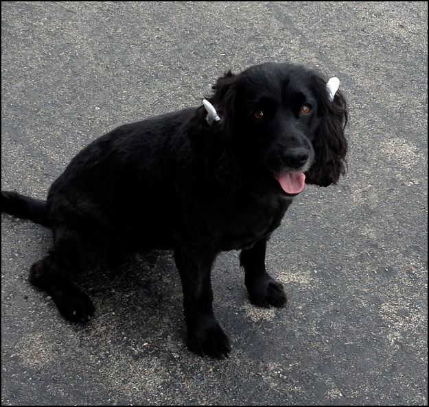 Jetta, with her pretty white bows, had a trip to the groomers after her big adventure.