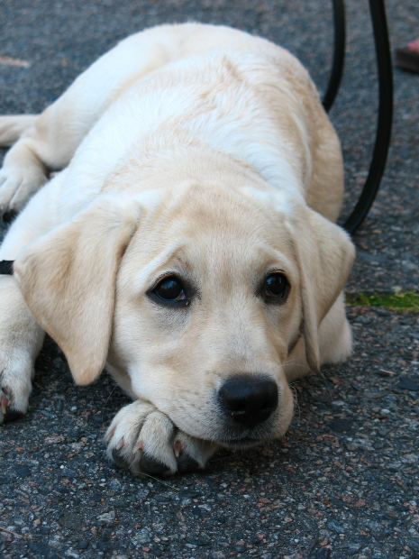 Is Your Missing Dog Caught in a Custody Dispute?