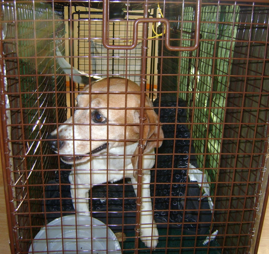 Lindsay, a shy foster beagle was successfully captured by the well-coordinated team of volunteers at Midwest BREW.