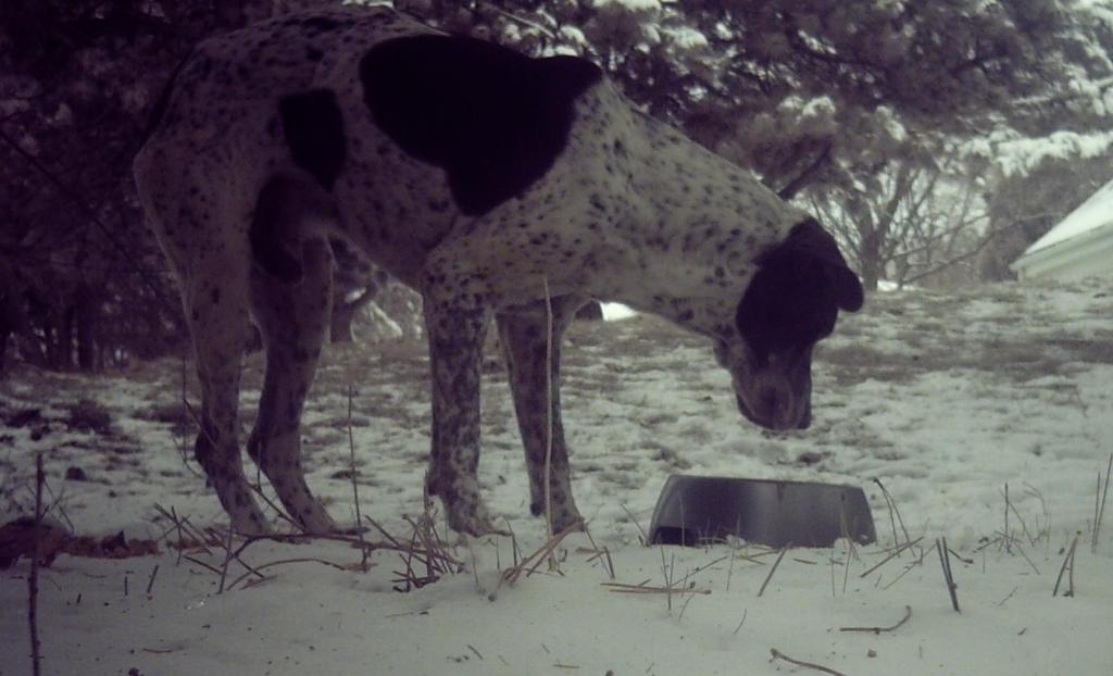 A shy lost dog that began using a feeding station. This picture was taken by a trail camera that was aimed at the food bowl.