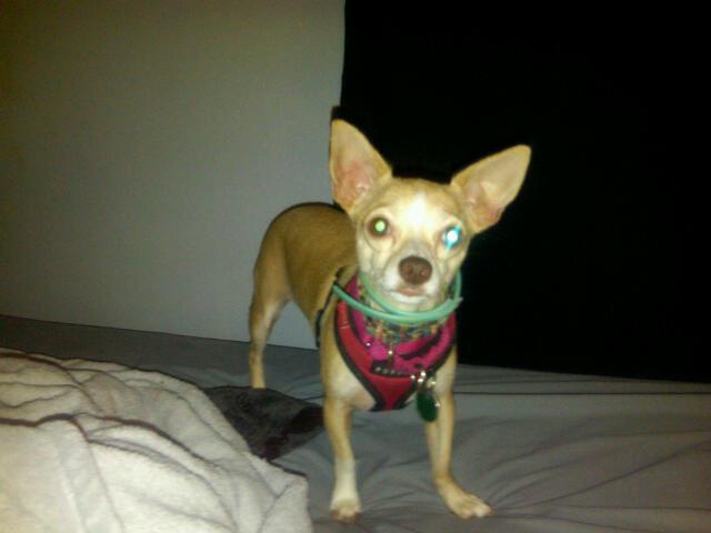 Timber, a very shy puppy mill dog, escaped from his foster home but was successfully captured about two weeks later by a dedicated group of volunteers.