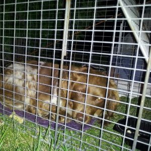 Finn, a shy lost dog was successfully captured by a team of volunteers from the rescue.